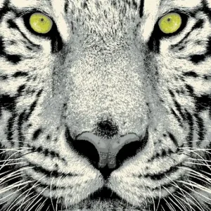 Koberec Flash Tiger Víkendová Akce