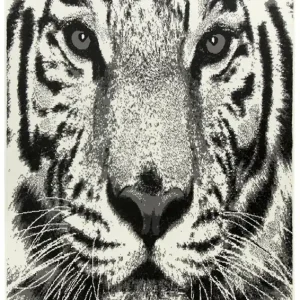 Ihned K Objednání Koberec Nairobi - Tyger 543151/56933 krémový