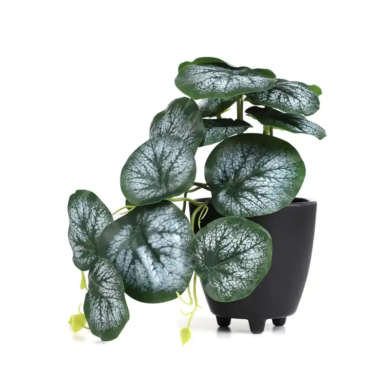 Umělá rostlina SEMELA pilea 875002 20 cm Pouze Dnes