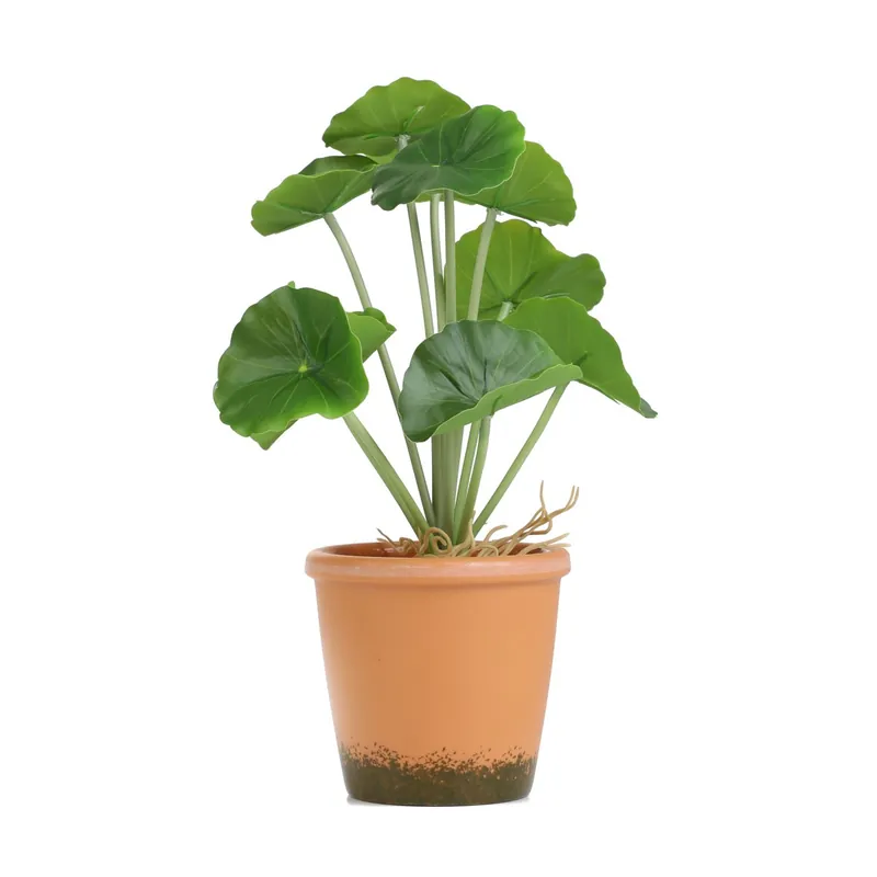 Ihned K Objednání Umělá rostlina SEMELA muškát 875040 25 cm