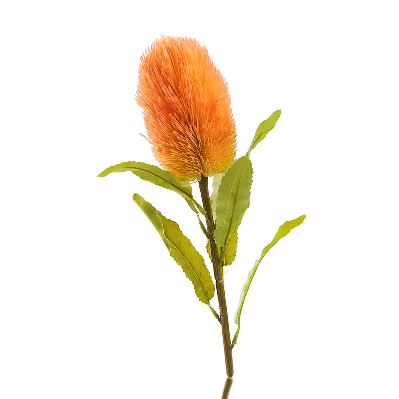 Jen Po Omezenou Doba Umělý květ MALUM banksia SS24 883618 66 cm