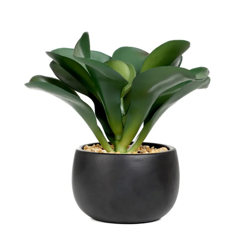 Umělá rostlina SEMELA sukulent 875088 20 cm Expresní Doručení